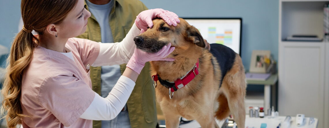 Étudiante Sup-Véto en formation métier d'ASV prodiguant des soins infirmiers à un chien en clinique vétérinaire.