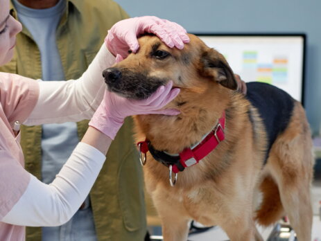 Étudiante Sup-Véto en formation métier d'ASV prodiguant des soins infirmiers à un chien en clinique vétérinaire.