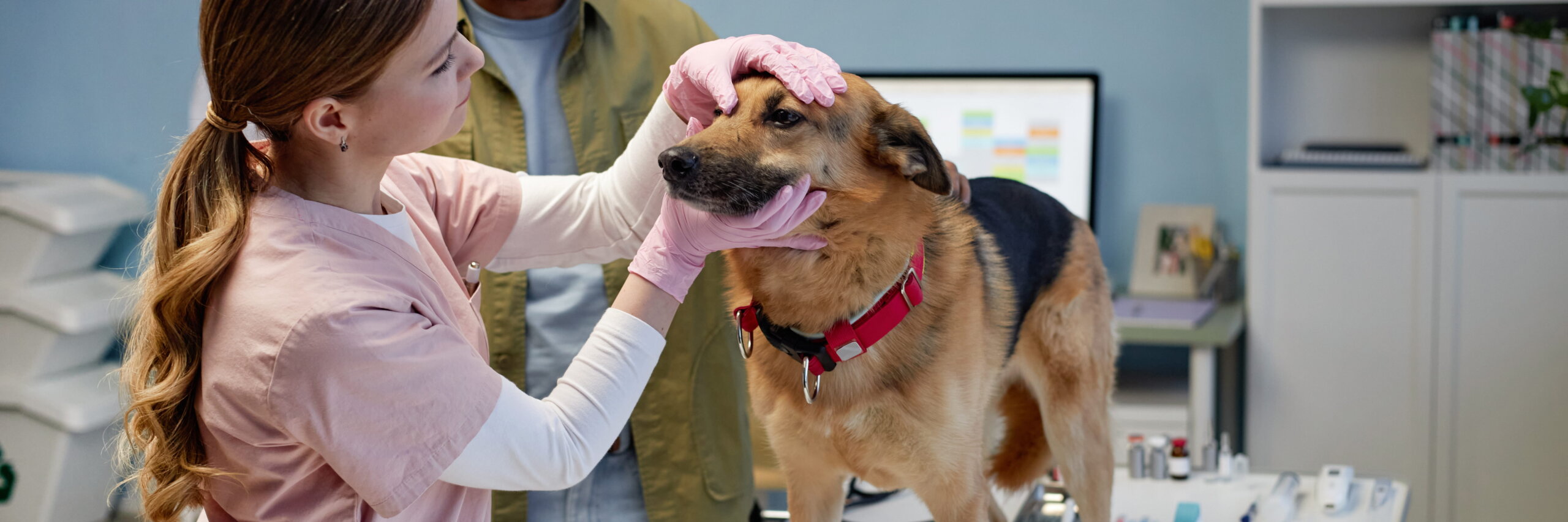 Étudiante Sup-Véto en formation métier d'ASV prodiguant des soins infirmiers à un chien en clinique vétérinaire.